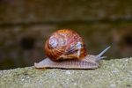 escargot