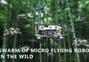 Un essaim de petits drones lâchés en autonomie dans une forêt de bambou…