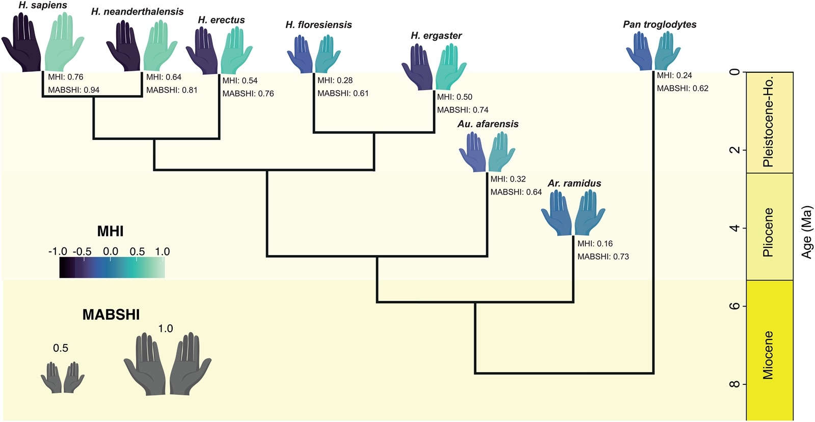 evolution right-handed left-handed