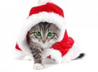 Wallpaper chat de noël : un petit chaton en costume de Noël pour personnaliser son PC