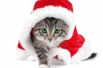 fetes-noel-chat