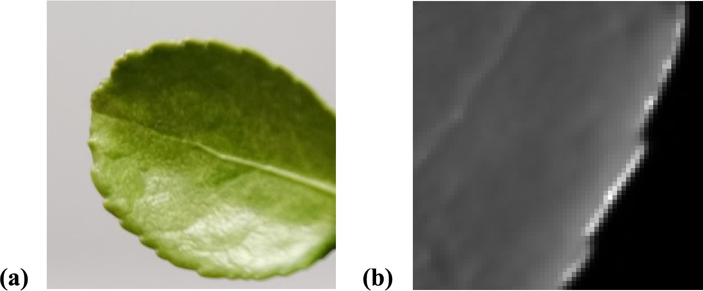 feuille micro visuel