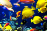 Fish Live Wallpaper