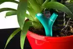 Flower_Power_Parrot_1