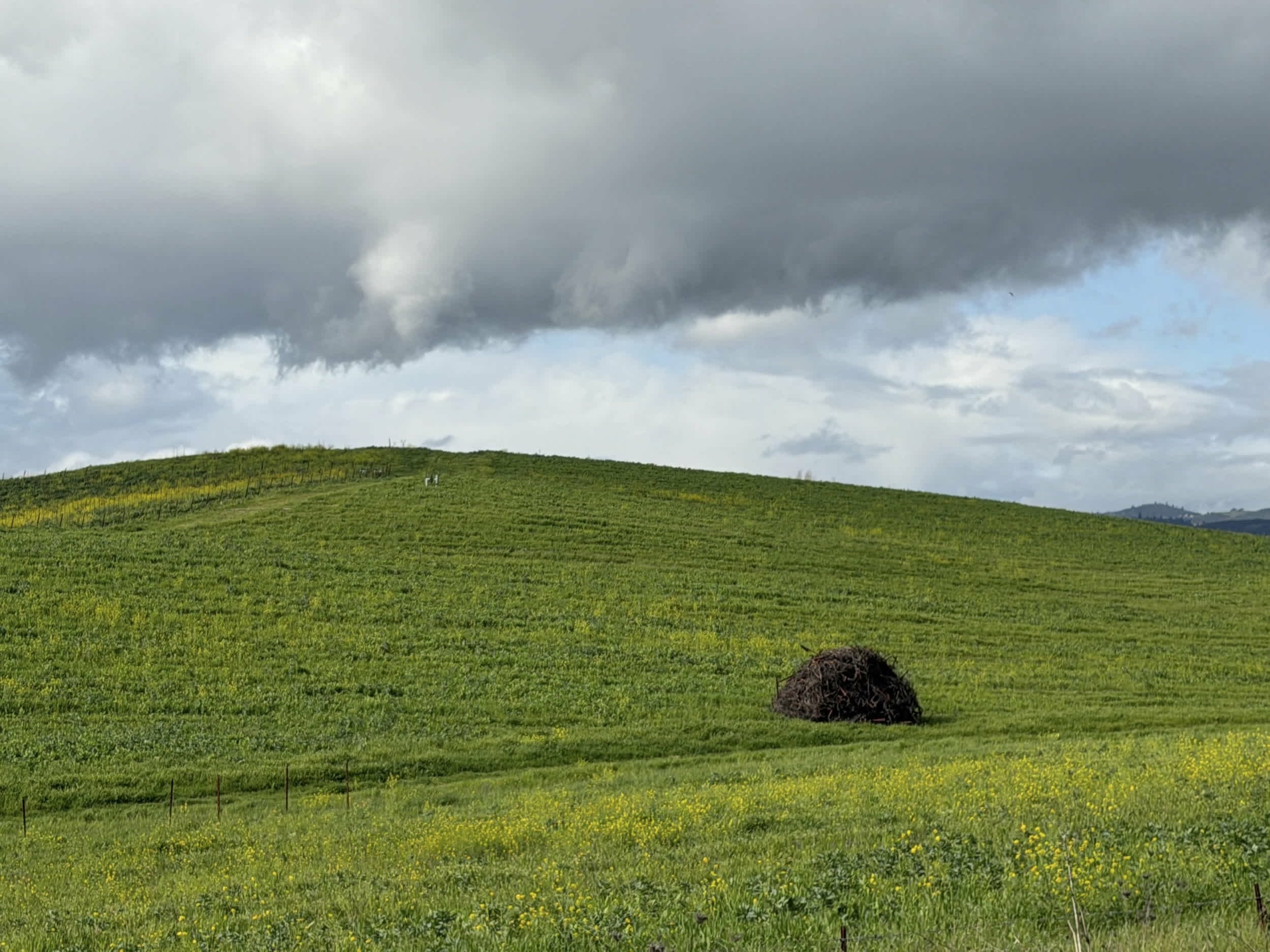 Fond Ã©cran Windows XP_01