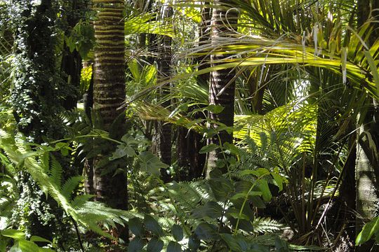 foret-tropicale
