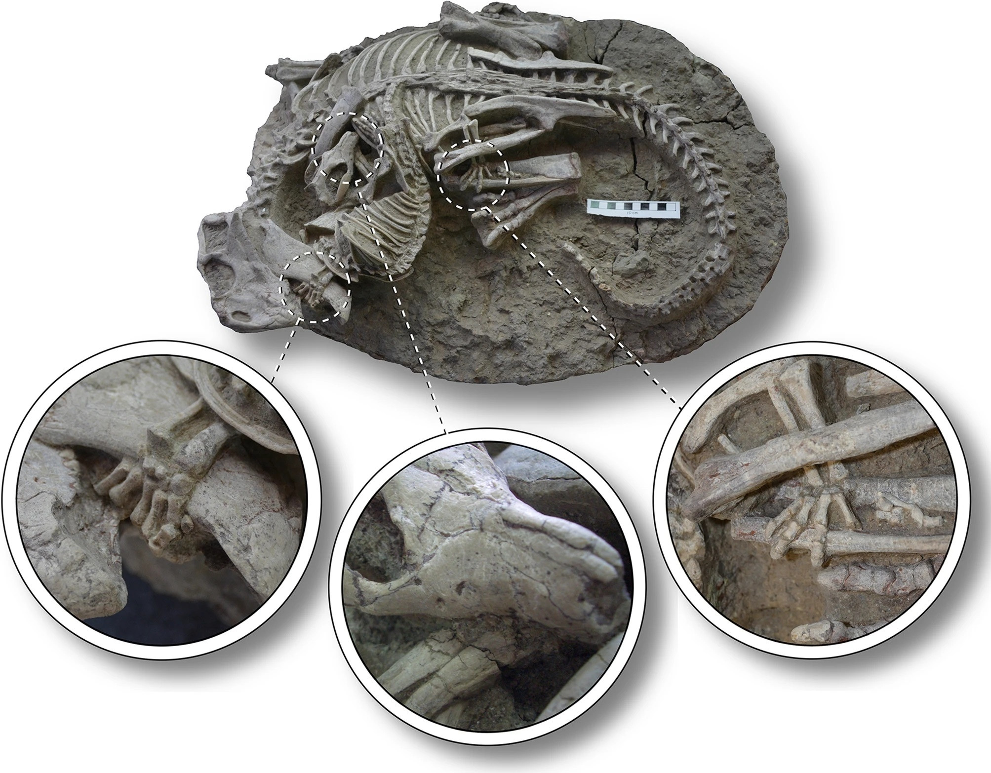 fossile dinosaure mammifere details