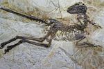 Fossile