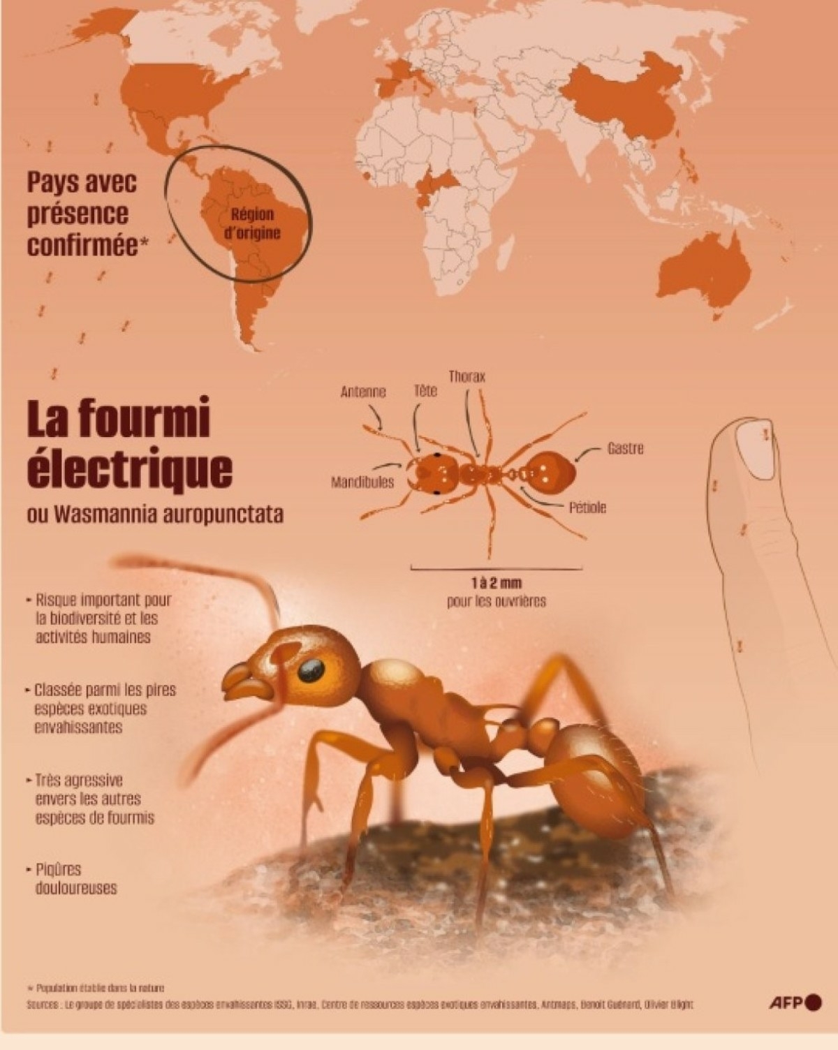 Electric Ant 03