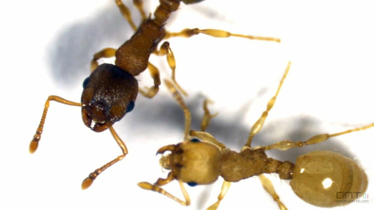 Un parasite rallonge la vie des fourmis en modifiant leur génome