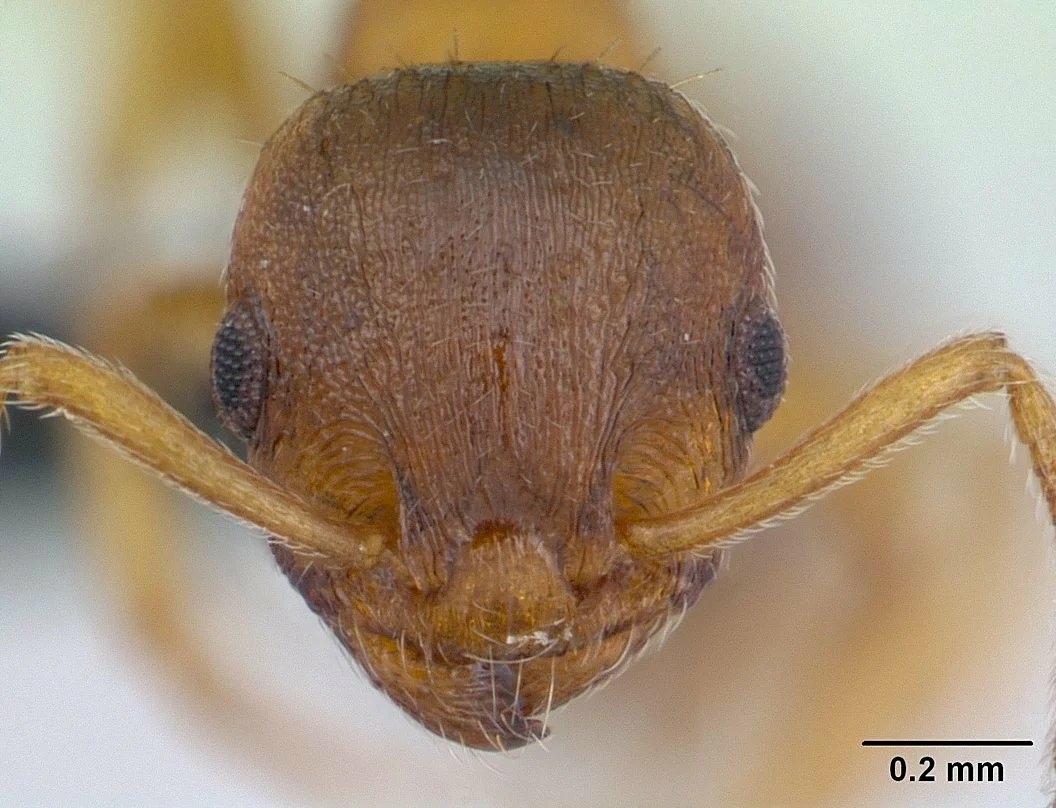 Fourmis_02