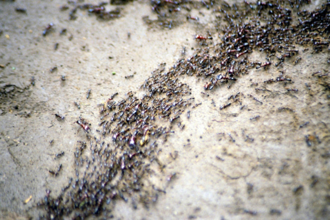 fourmis-essaim
