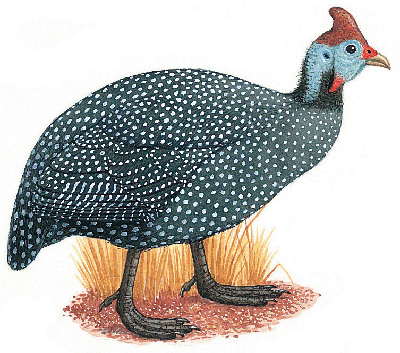fowl