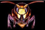 frelon (Small)