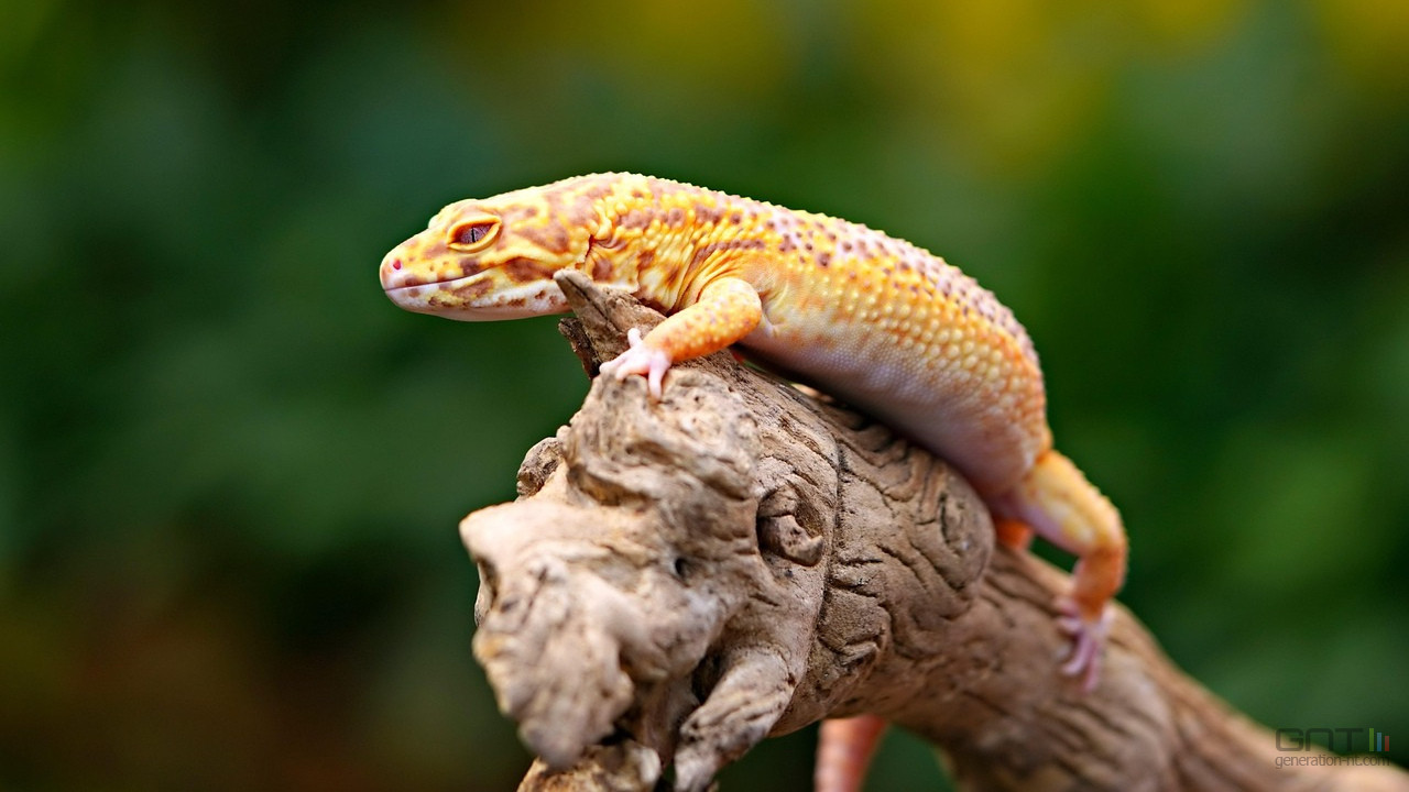 Ce gecko est un nouvel allié dans la lutte contre le cancer