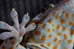 geckskin