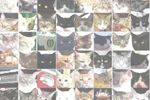 Google-reseau-neurones-chats
