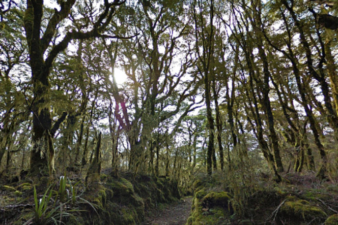 Google-Street-View-Nouvelle-Zelande