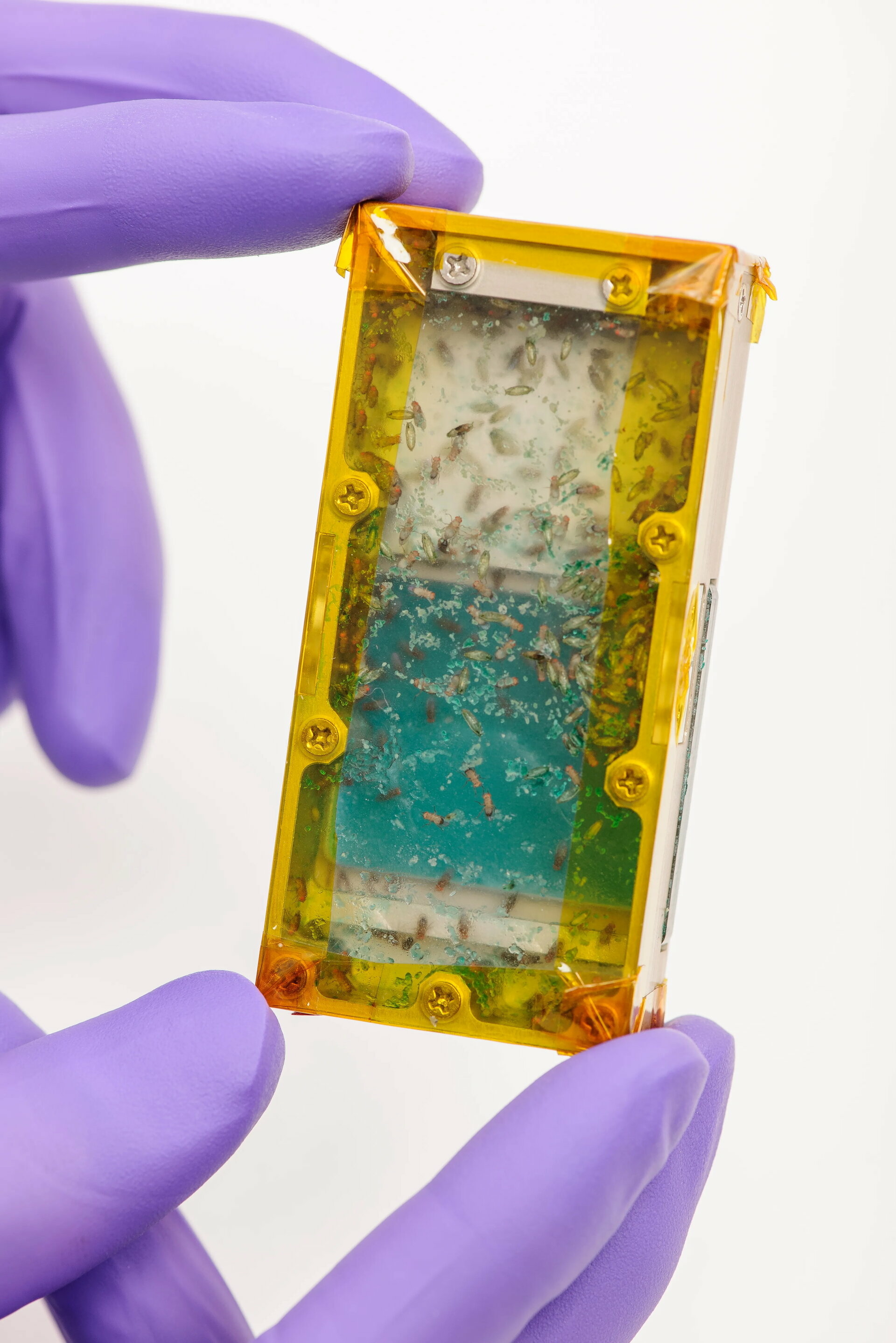 habitat insecte espace