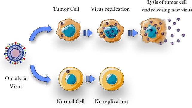 Herpes cancer mÃ©lanome 01