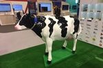Huawei vaches