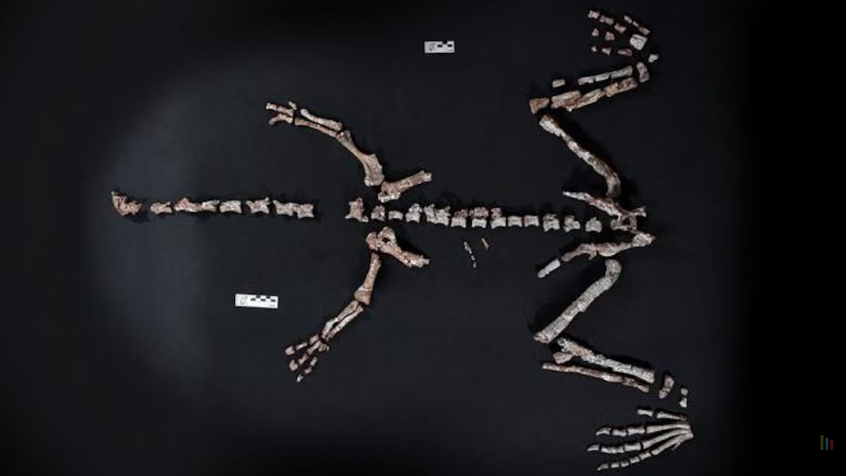 Huayracursor jaguensis squelette