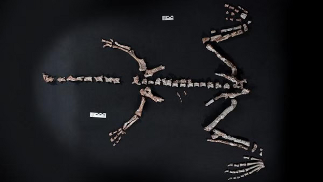 Huayracursor jaguensis squelette