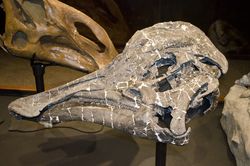 Hypocrosaurus stebingeri