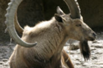 Ibex