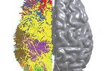 IBM cerveau logo pro