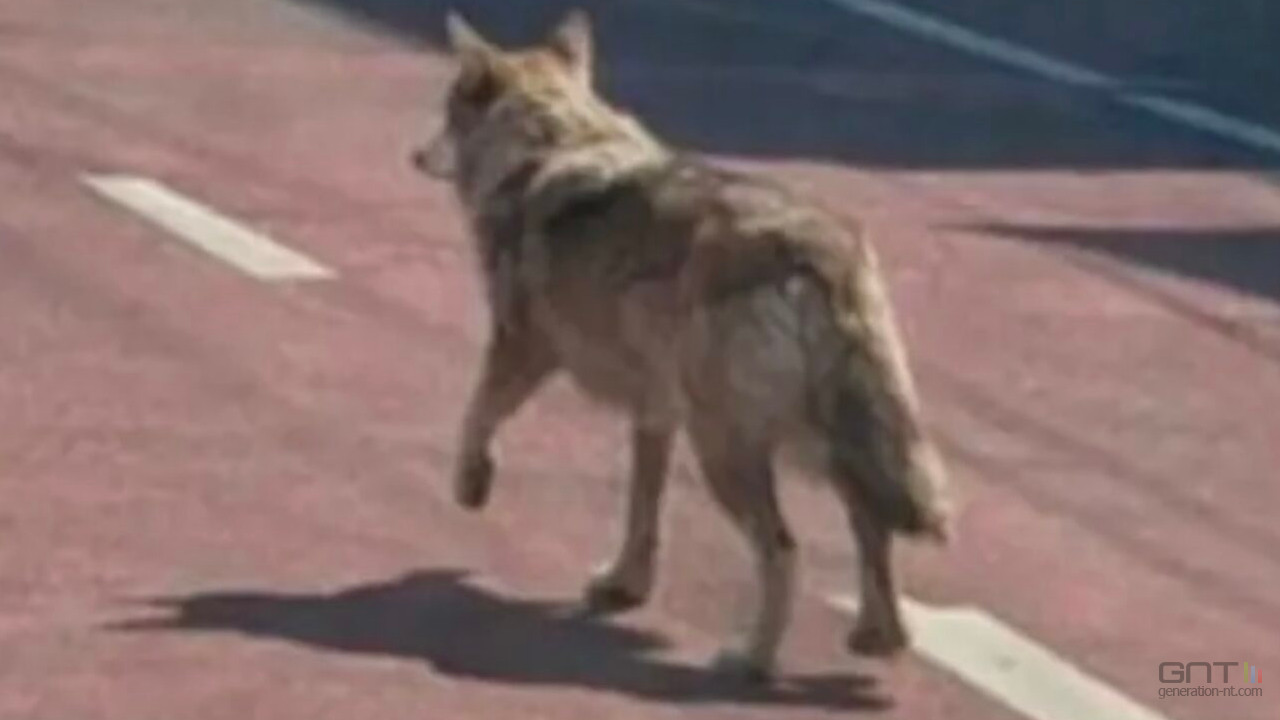 Il risque la prison pour une fausse image IA d'un loup en fuite