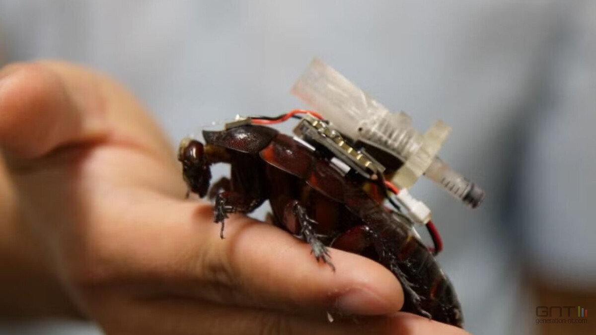 Les cafards cyborgs sont le futur du sauvetage médical d'urgence