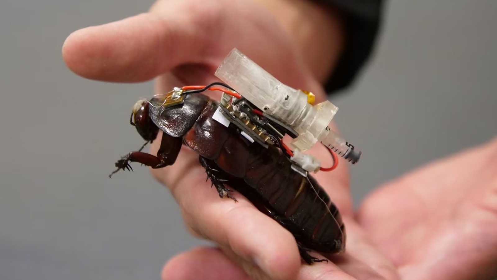 insecte cyborg cafard secours urgence_02