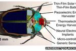 Insectes cyborgs