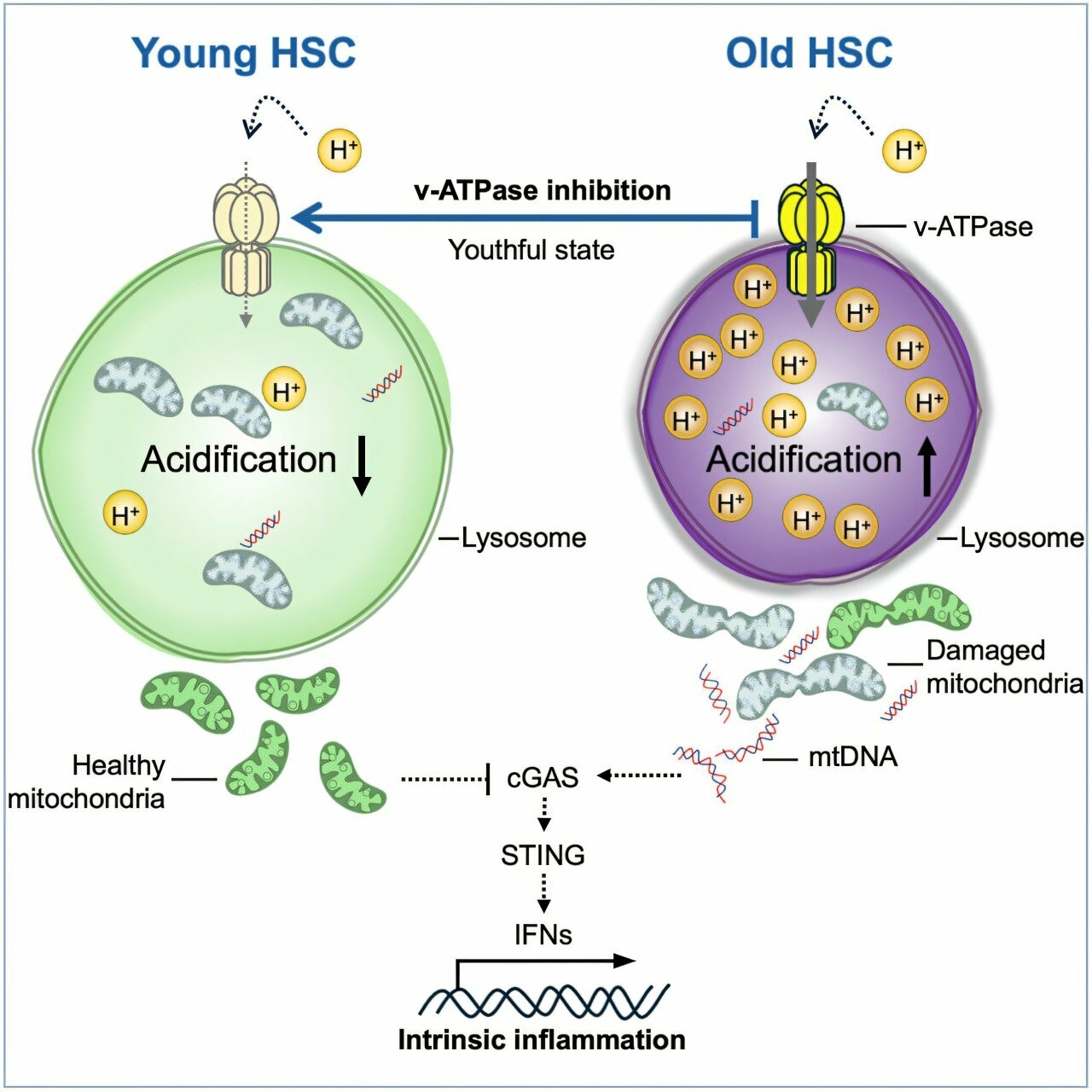 inversion Ã¢ge cellules
