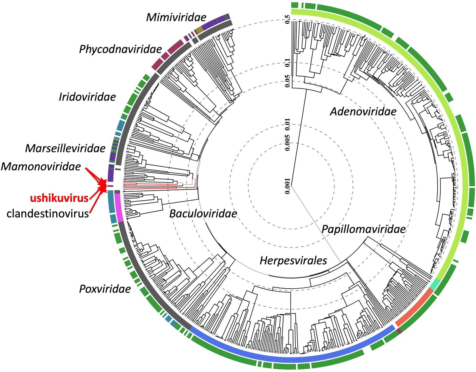 ishikuvirus virus g&Atilde;&copy;ant