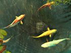 Koi Fish : des poissons Koi comme écran de veille