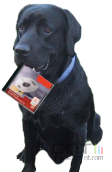 Labrador dvd pirate