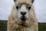 Lama