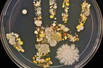 lavage mains bacteries