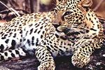 leopard-inde