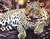 Inde : Les léopards attirés par les sonneries de portables