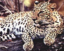Leopard inde