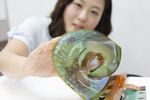 LG écran OLED souple