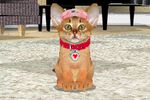 Love Cat Life 5