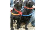 Lucy et Flo labrador antipirates (Small)