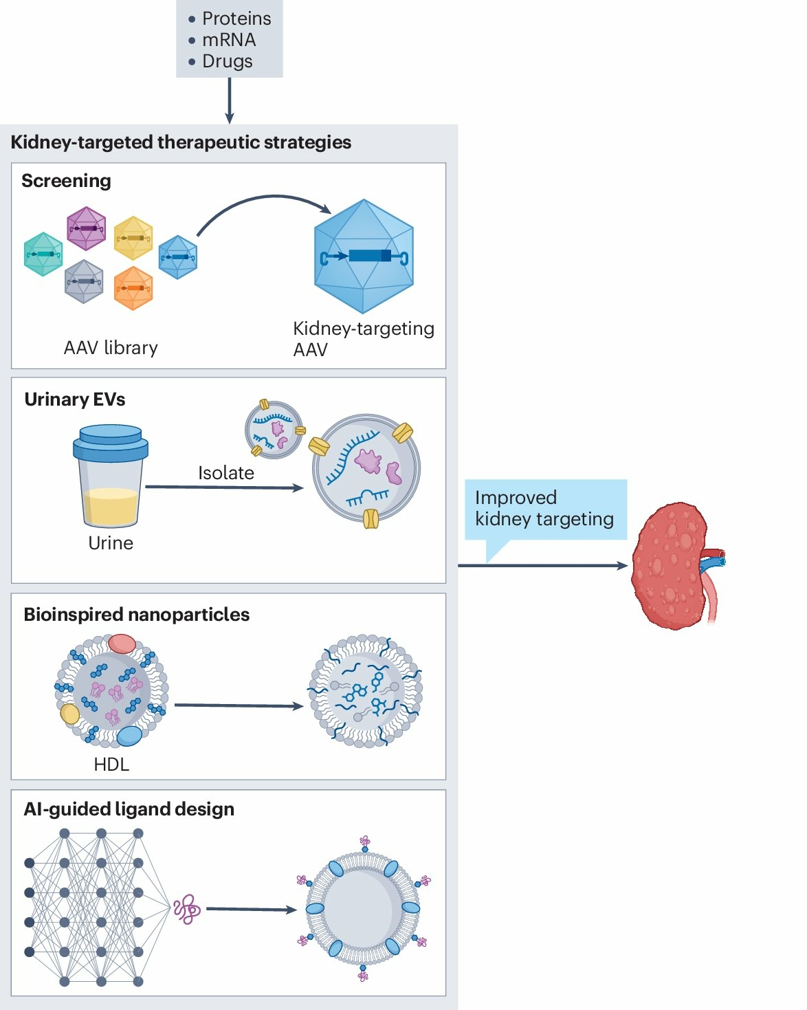 maladie r&Atilde;&copy;nale