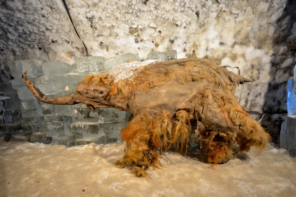 mammouth laineux Yuka