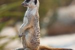 Meerkat
