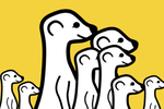 Meerkat